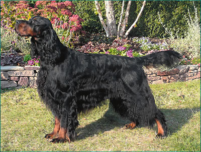 posed black and tan dog