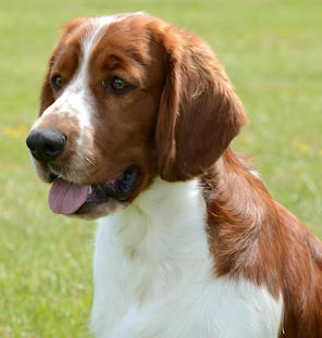 head and shoulders photo of red and white dog