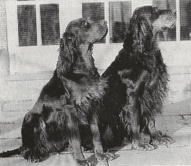 two dogs sitting side by side