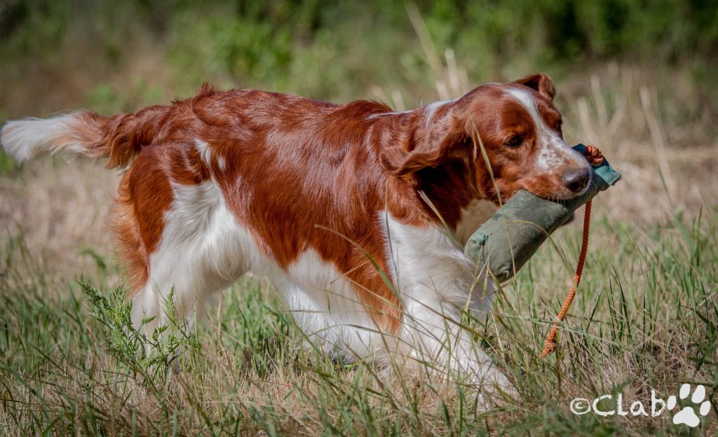 red and white dog retrieving dummy