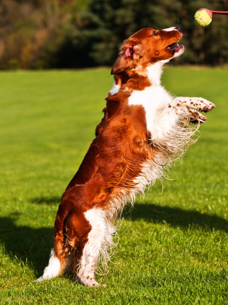 Red and white dog jumping up to catch ball
